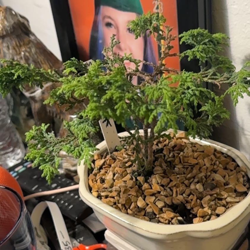 Photo of the plant species Sawara cypress by @MatureRosemoss named Queen on Greg, the plant care app