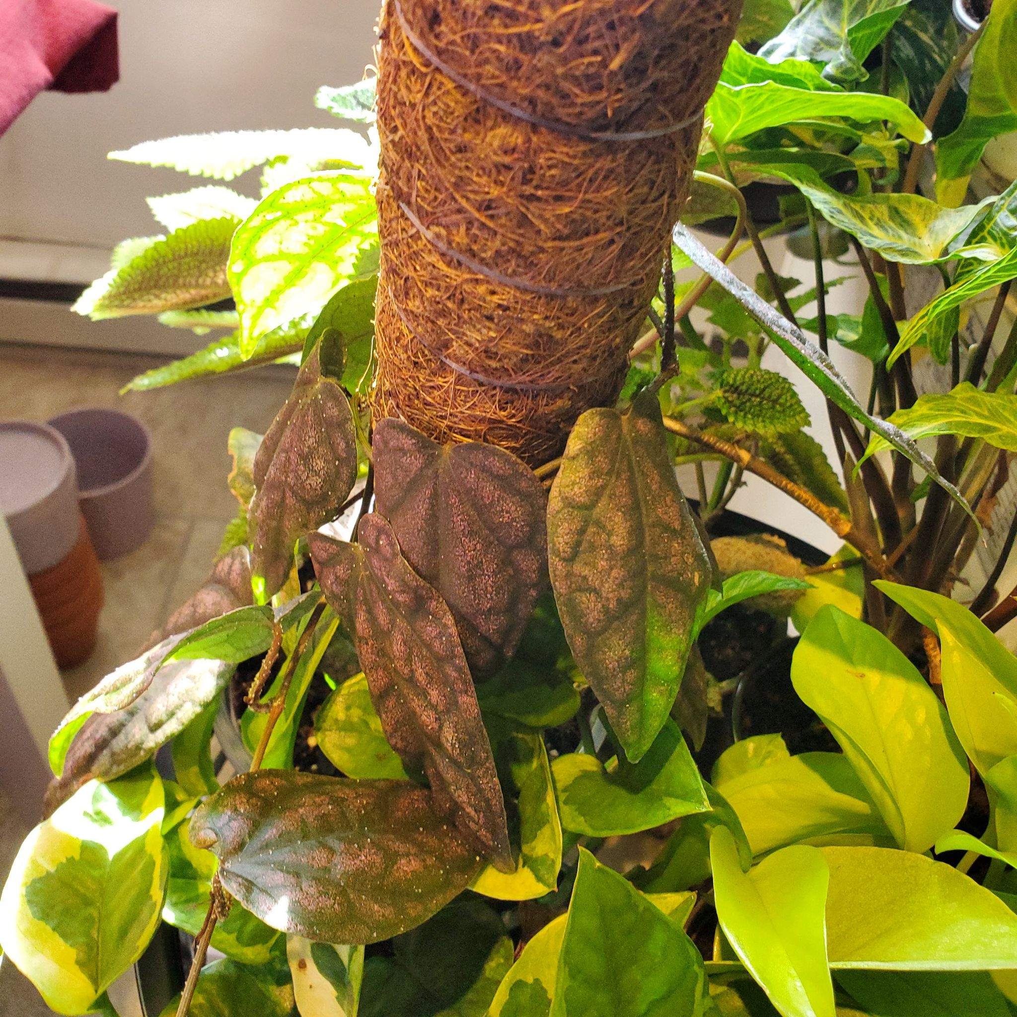 Photo of the plant species Piper sylvaticum by @RationalPrasium named Sol on Greg, the plant care app