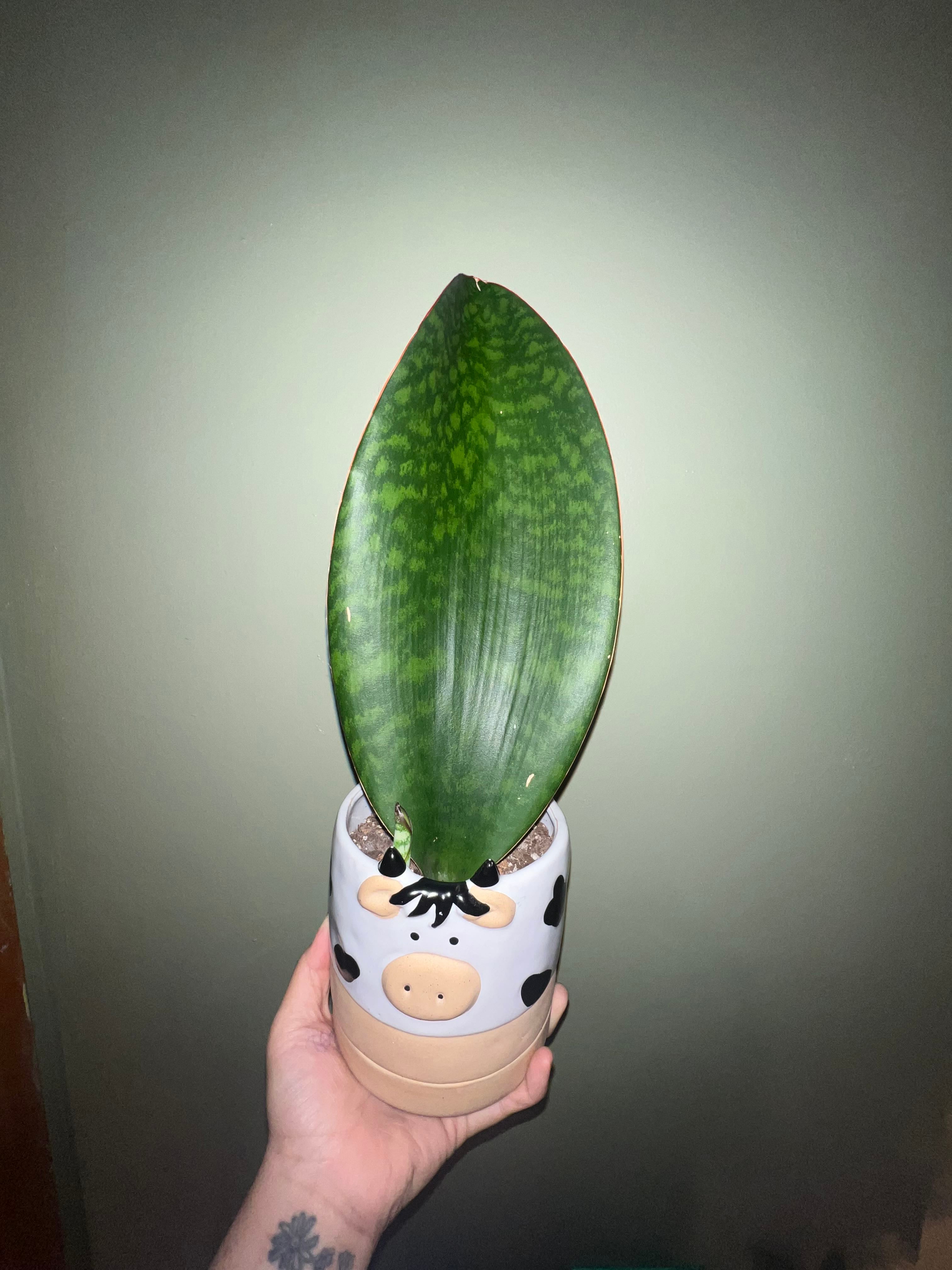 Ultimate Guide to Snake Plant Varieties