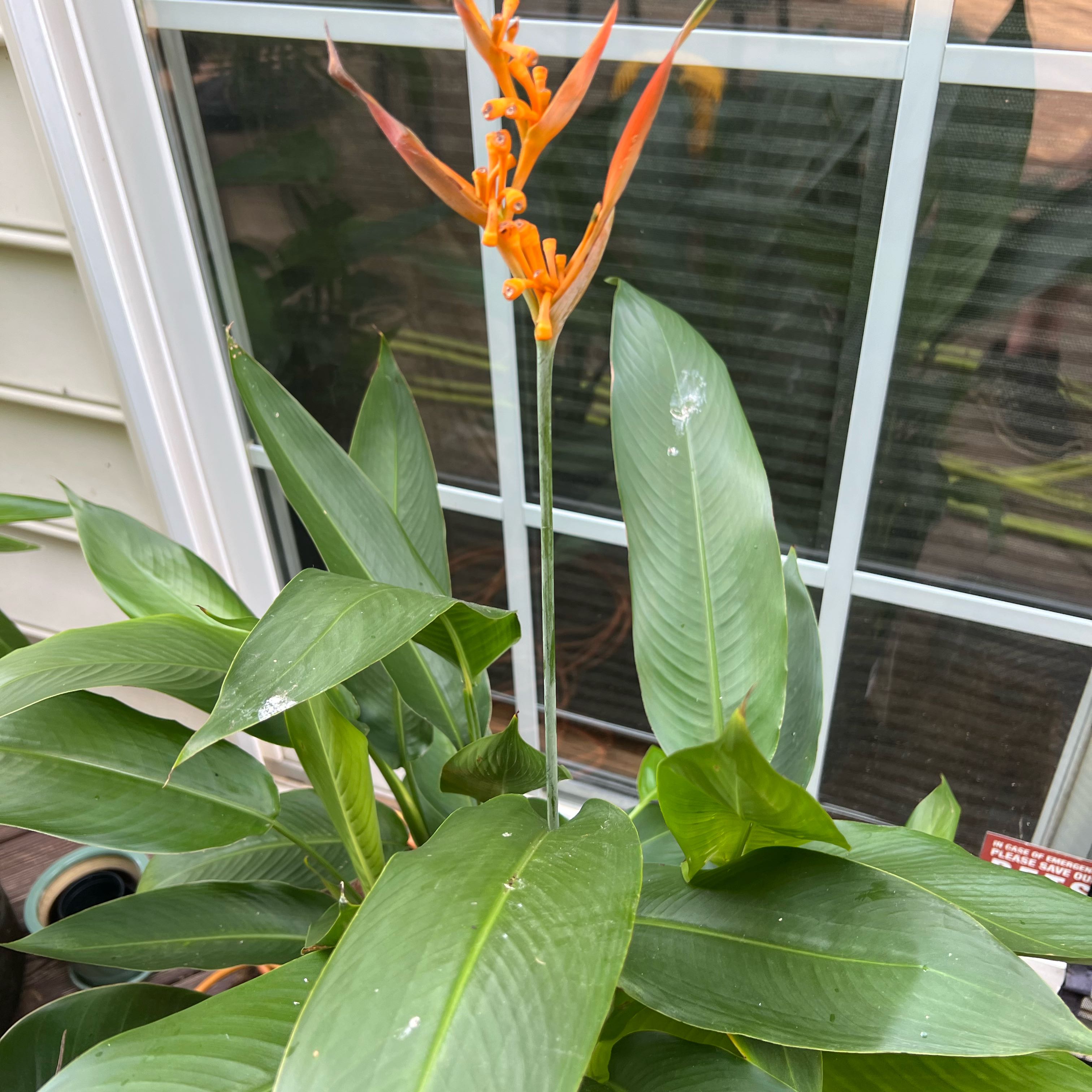 Photo of the plant species False Bird of Paradise 'Choconiana' by @GenialWildtea named Planty on Greg, the plant care app