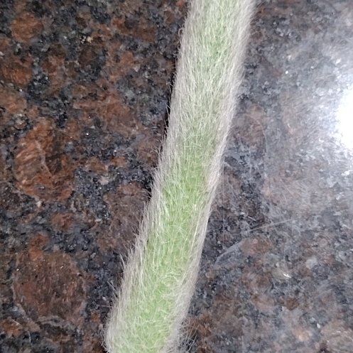 Photo of the plant species Monkey Tail by @SuperbStinkhorn named Fernie Mercury on Greg, the plant care app