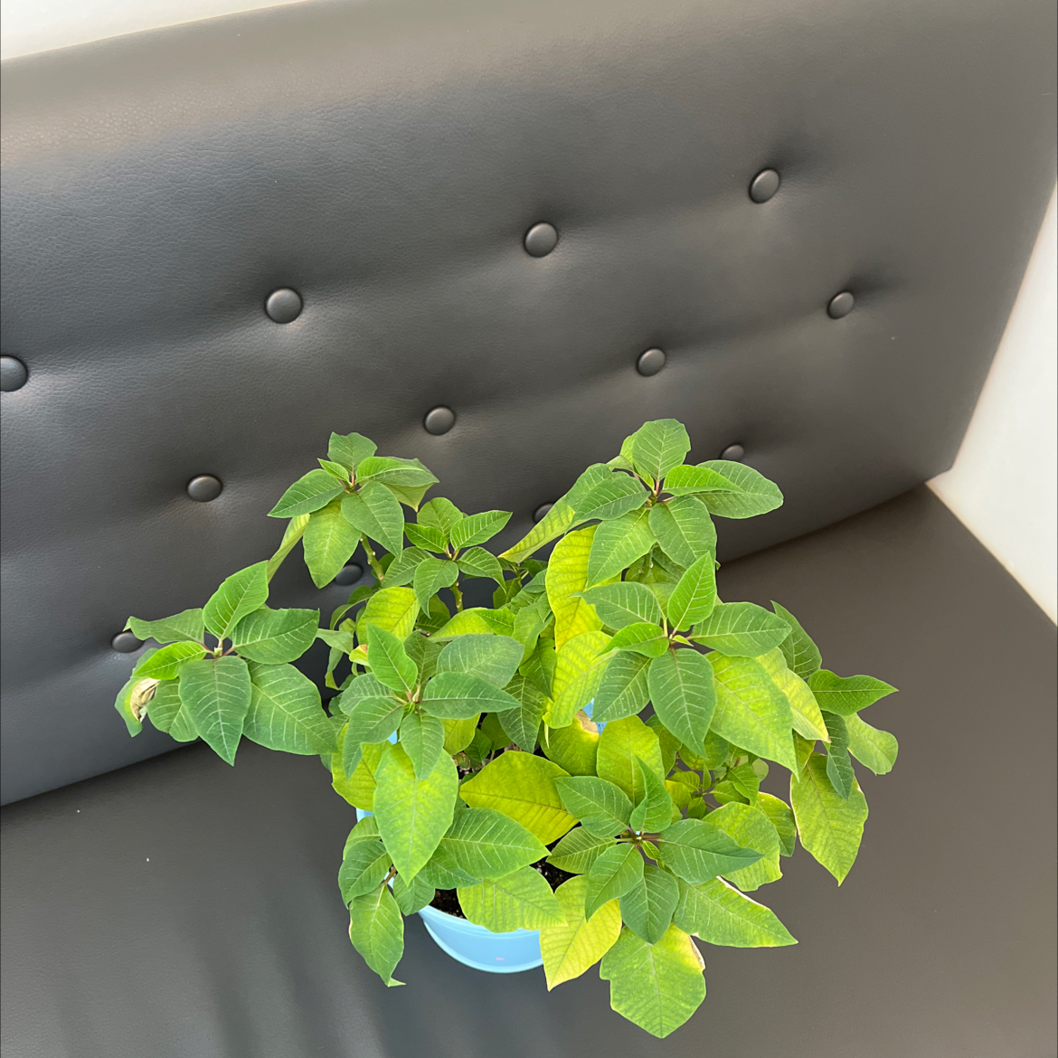 Poinsettia plant with green and yellow leaves on a dark-colored couch.