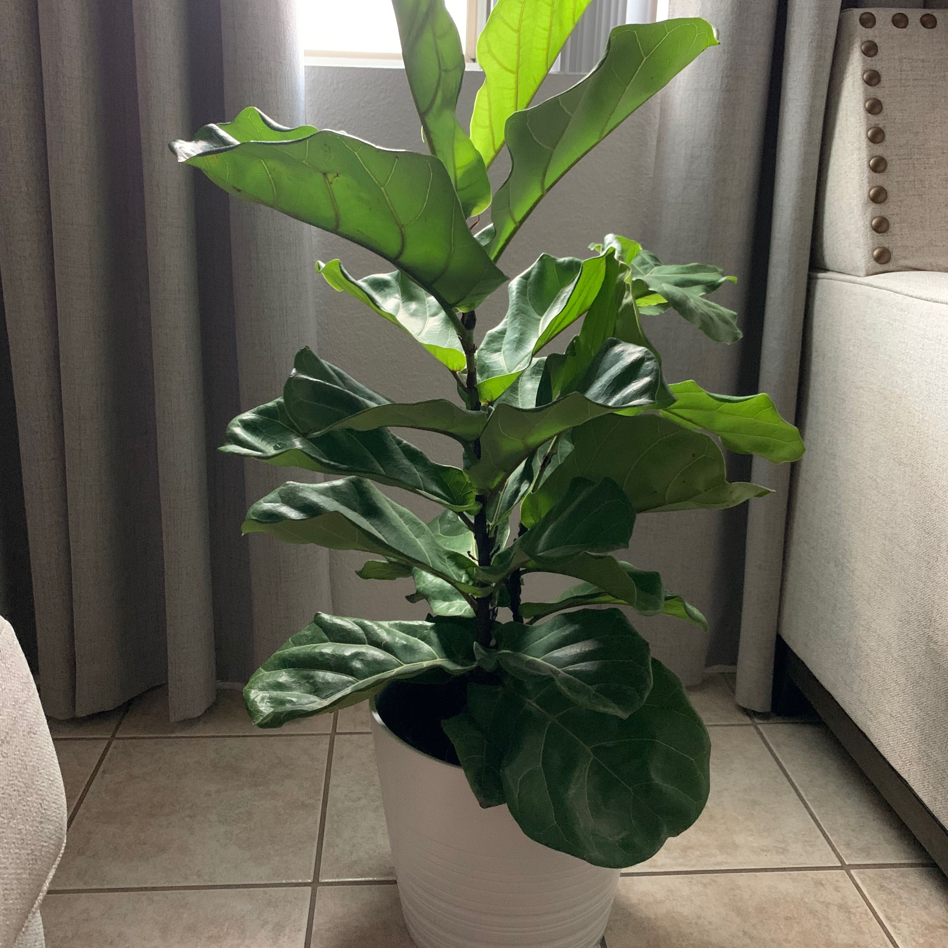 Fiddle Leaf Fig plant in a white pot, indoors near a window.