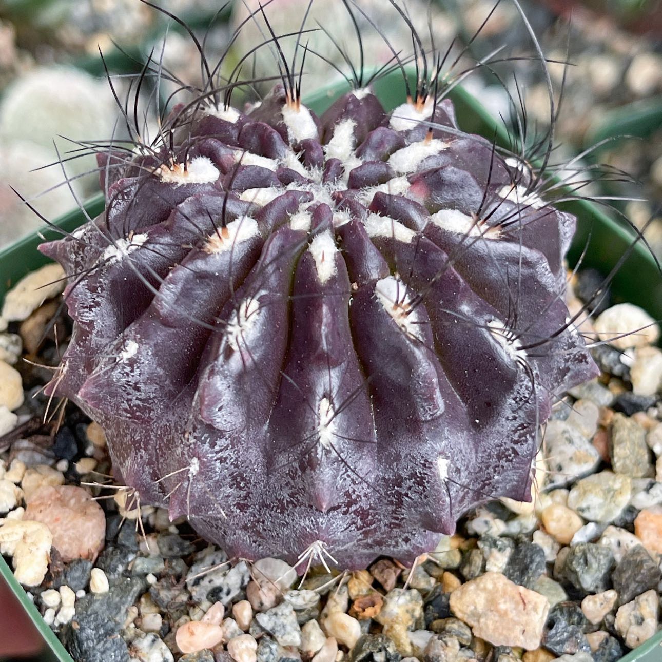 Photo of the plant species Neochilenia huascensis by @VerifiedShyleaf named Scarlett on Greg, the plant care app