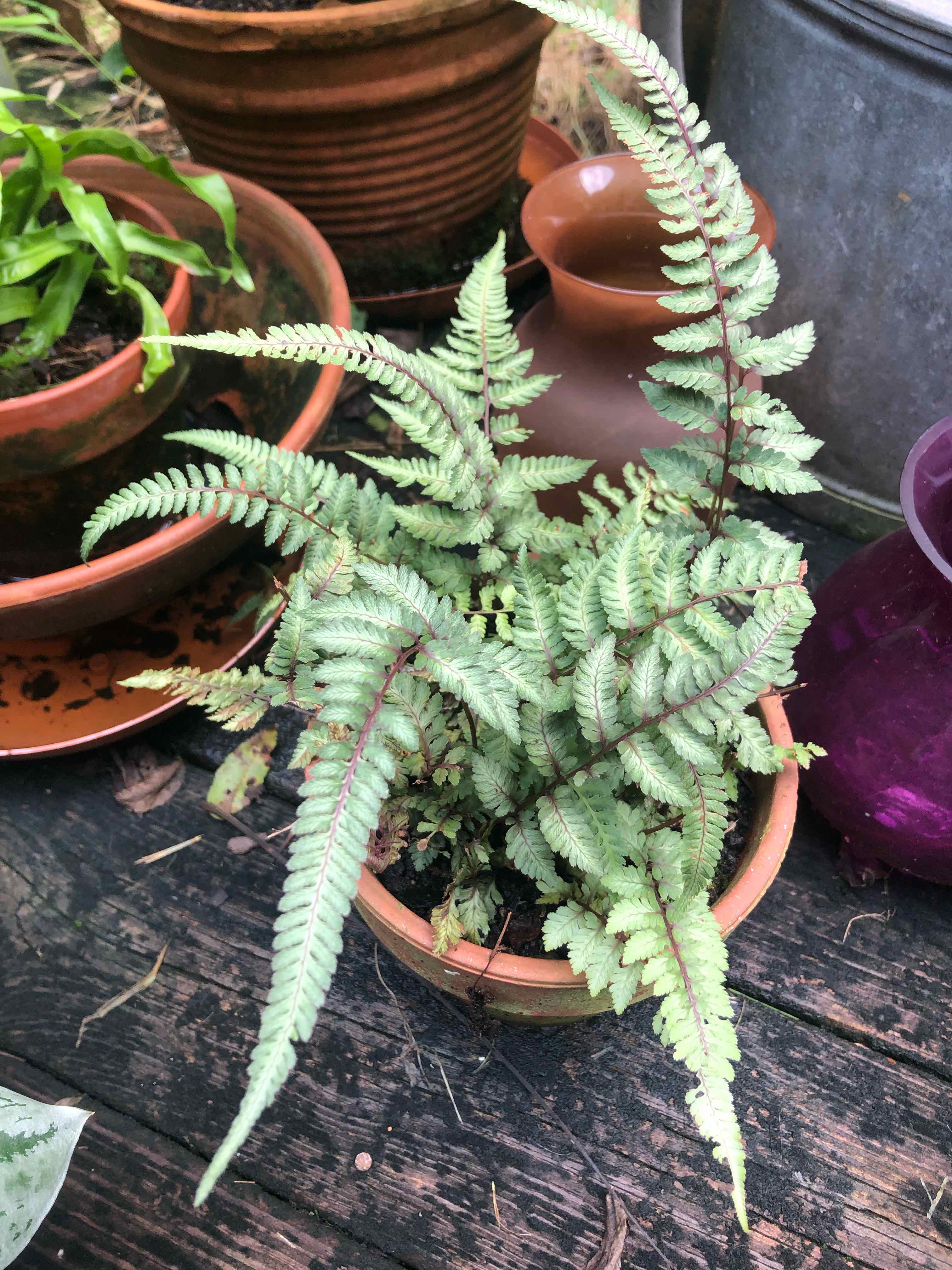 Japanese Painted Fern in a terracotta pot with other potted plants in the background.