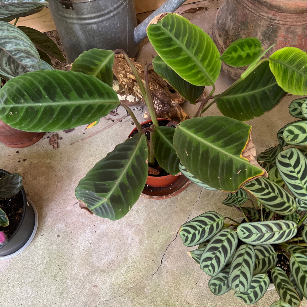 Photo of the plant species Jungle Velvet by @Vinxy2 named Calathea jungle velvet on Greg, the plant care app