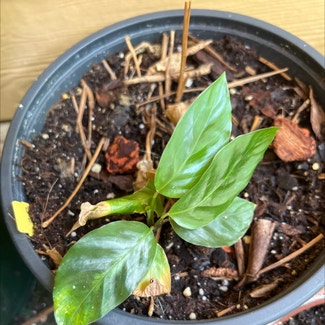 Calathea 'Misto' plant in Atlanta, Georgia