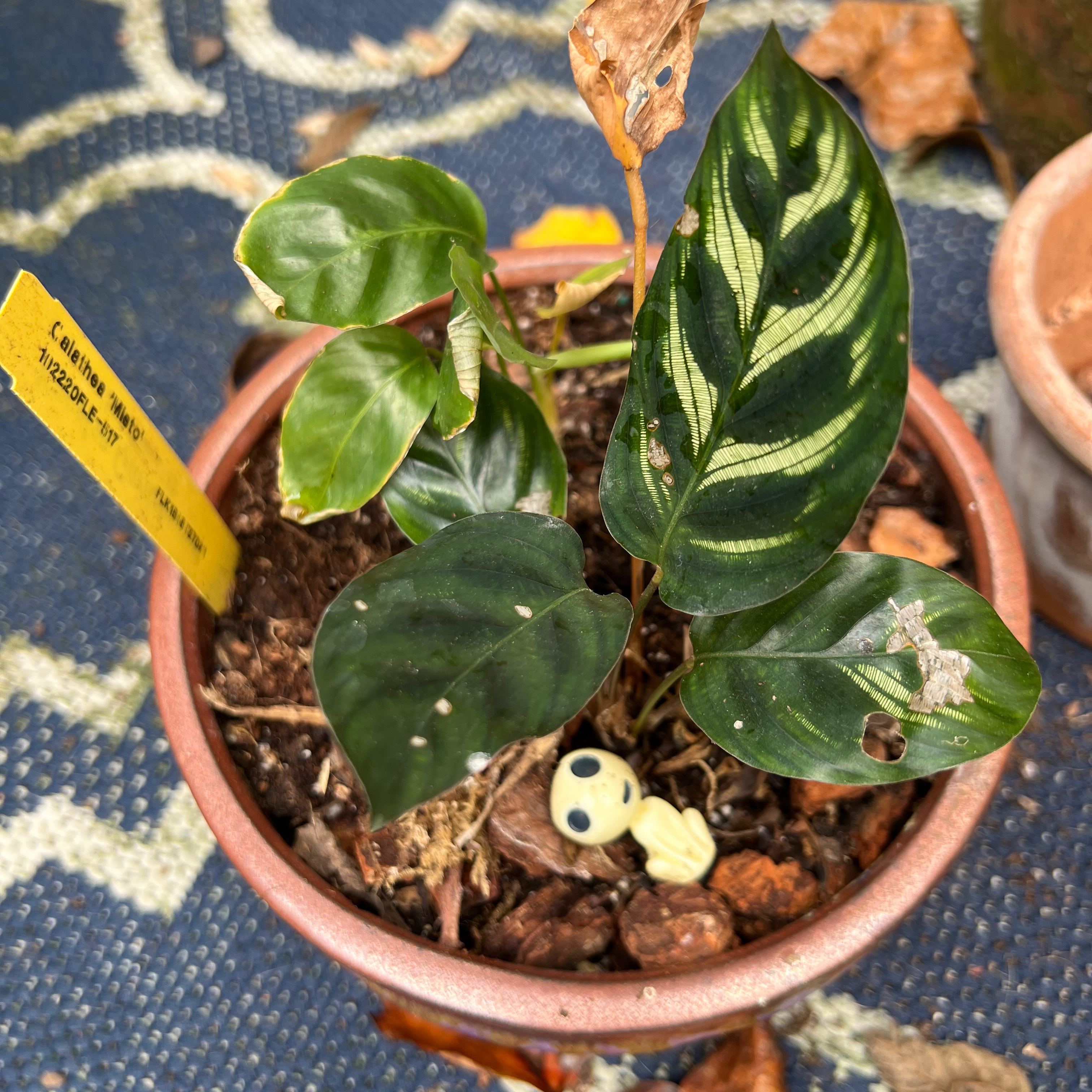 Photo of the plant species Calathea 'Misto' by @Vinxy2 named Big Misto on Greg, the plant care app