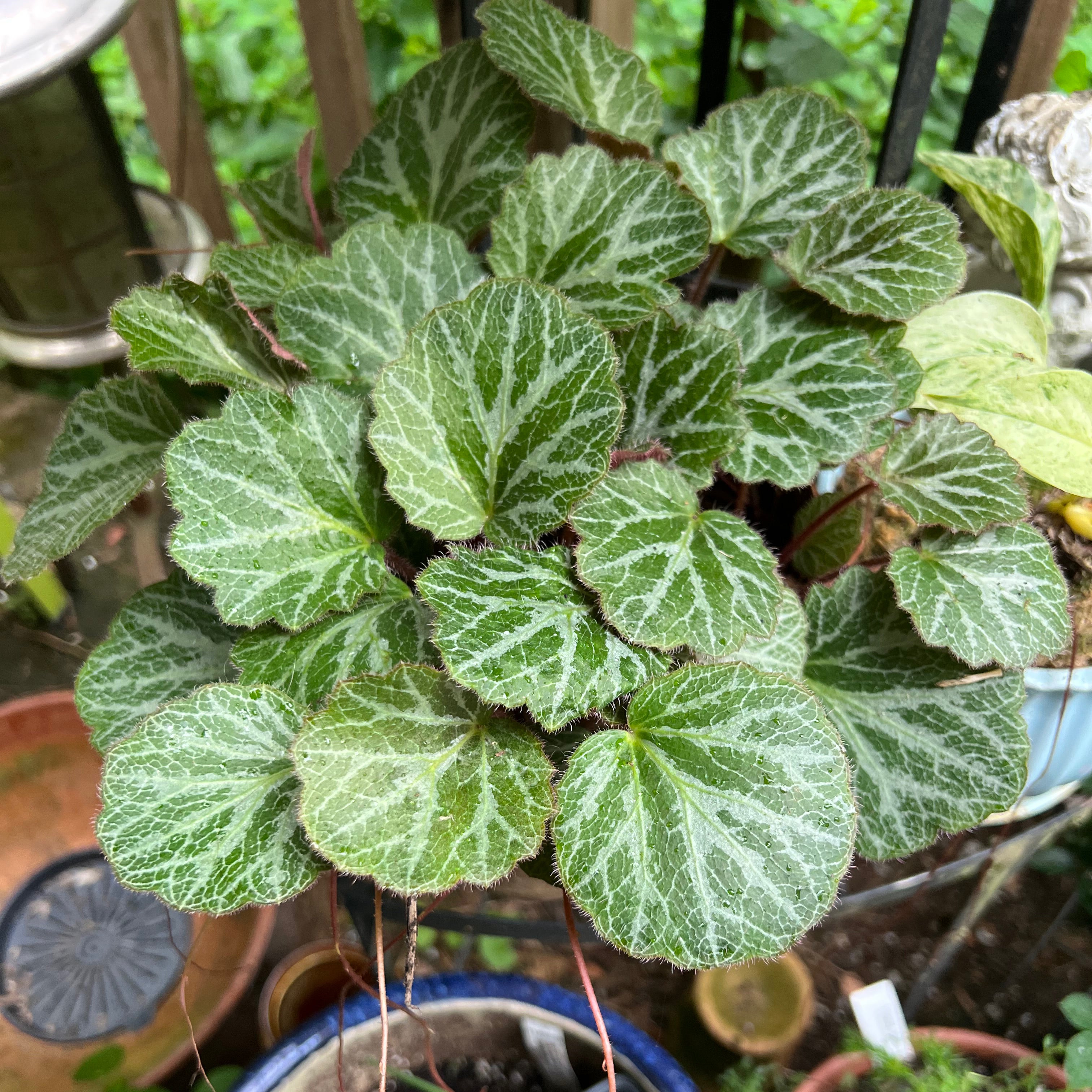 Photo of the plant species Strawberry Begonia by @Vinxy2 named Strawberry begonia on Greg, the plant care app