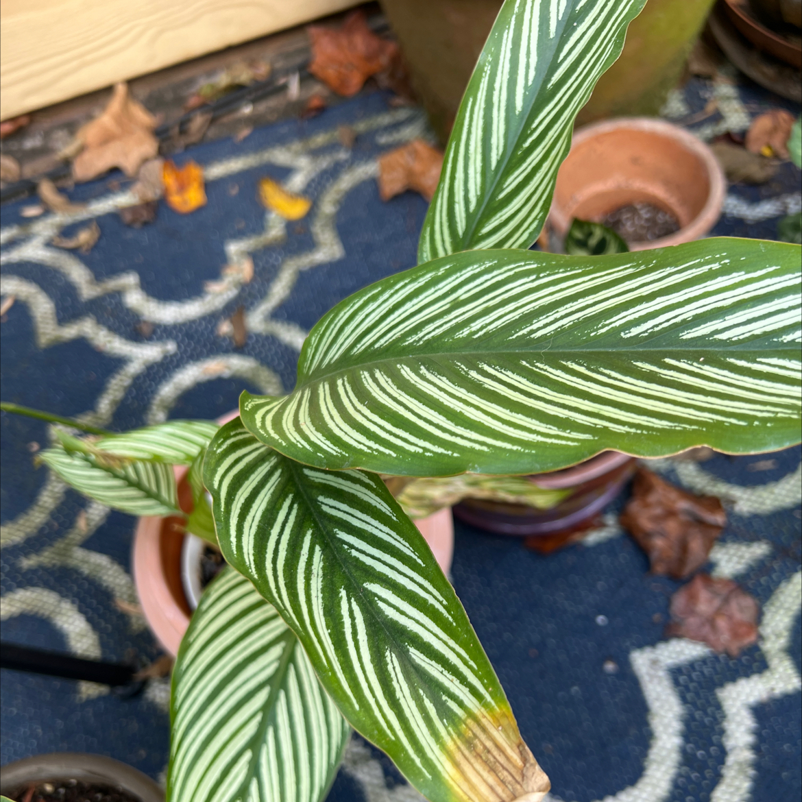 Calathea Vittata plant with white-striped leaves in a pot, slight browning on one leaf.