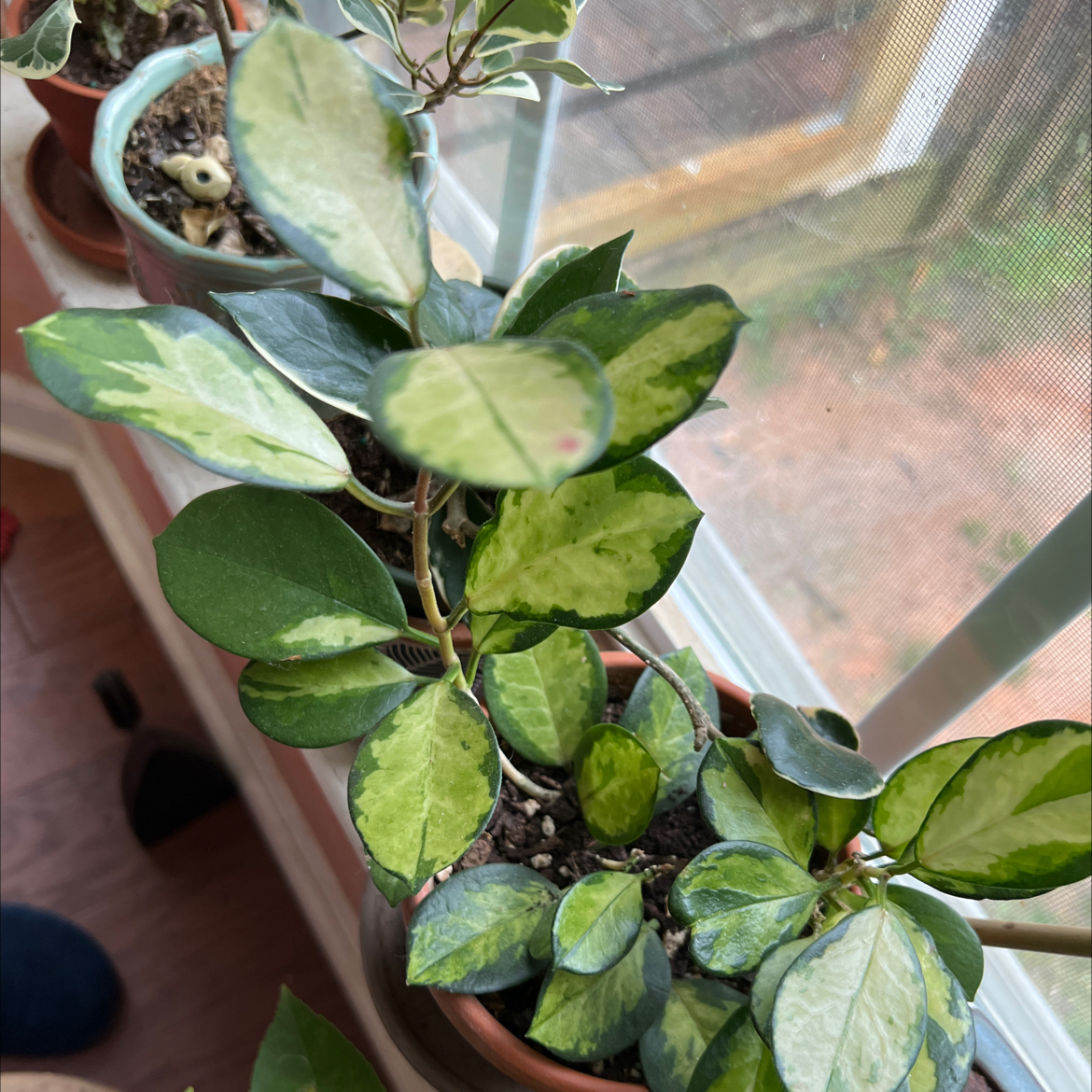 Photo of the plant species Hoya 'Lisa' by @Vinxy2 named Hoya australis Lisa on Greg, the plant care app