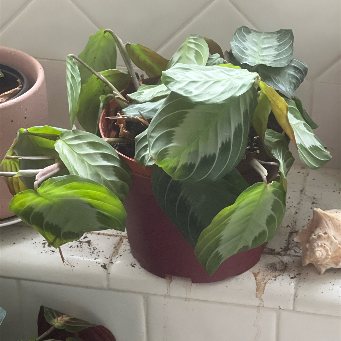 Photo of the plant species Maranta 'Silver Band' by @Vinxy2 named Maranta silver band on Greg, the plant care app