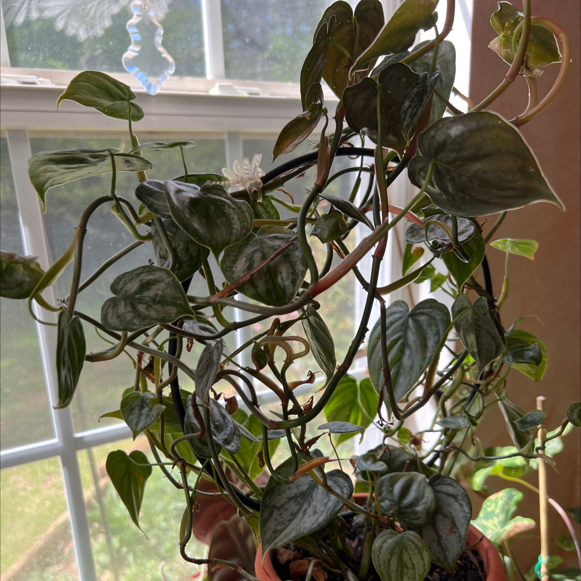 Photo of the plant species Silver Leaf Philodendron by @Vinxy2 named Philo se brandtinum on Greg, the plant care app
