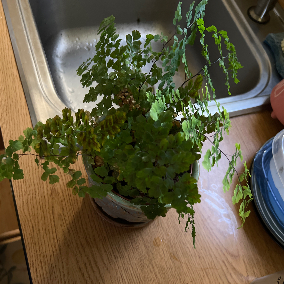 Pacific Maidenhair Fern in a pot with some yellowing and browning fronds, placed on a kitchen counter.