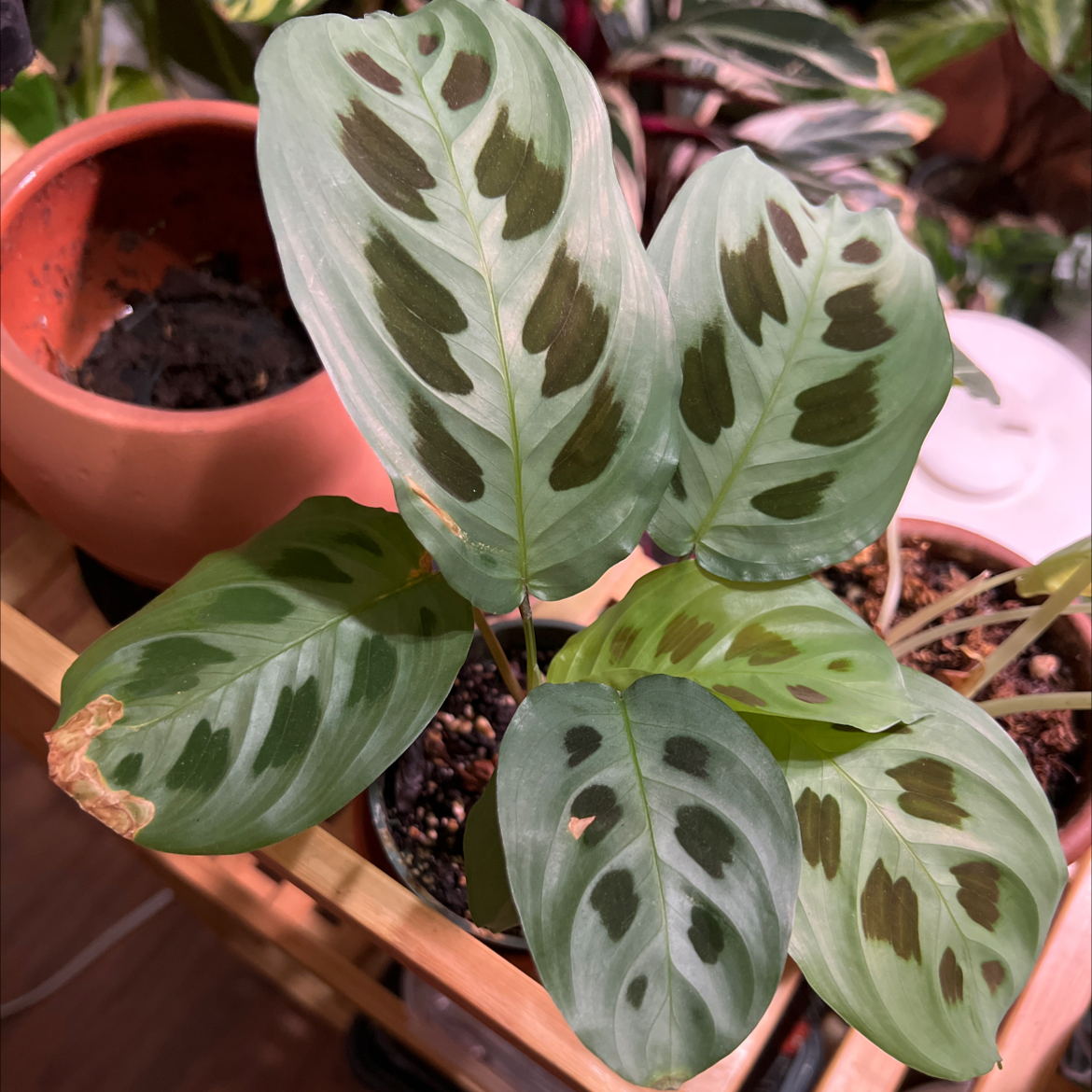 Variegated Prayer Plant with variegated leaves and some browning edges in a pot.