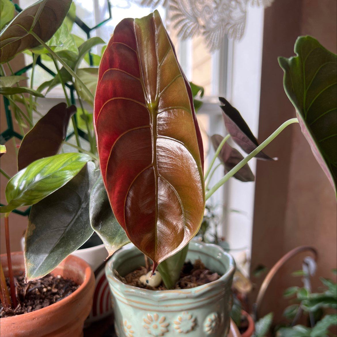 Healthy Alocasia ‘Red Secret’ plant with glossy leaves in a decorative pot.