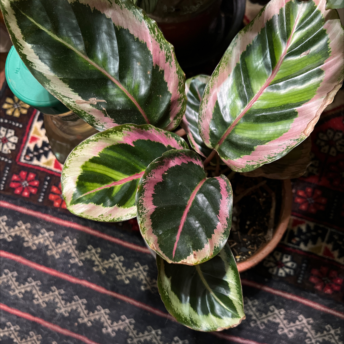 Rose Calathea plant photo by @Vinxy2 named Calathea illustris on Greg, the plant care app.