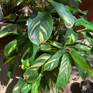 Golden Mosaic Plant plant photo by Vinxy2 named Ctenanthe lubersiana on Greg, the plant care app.