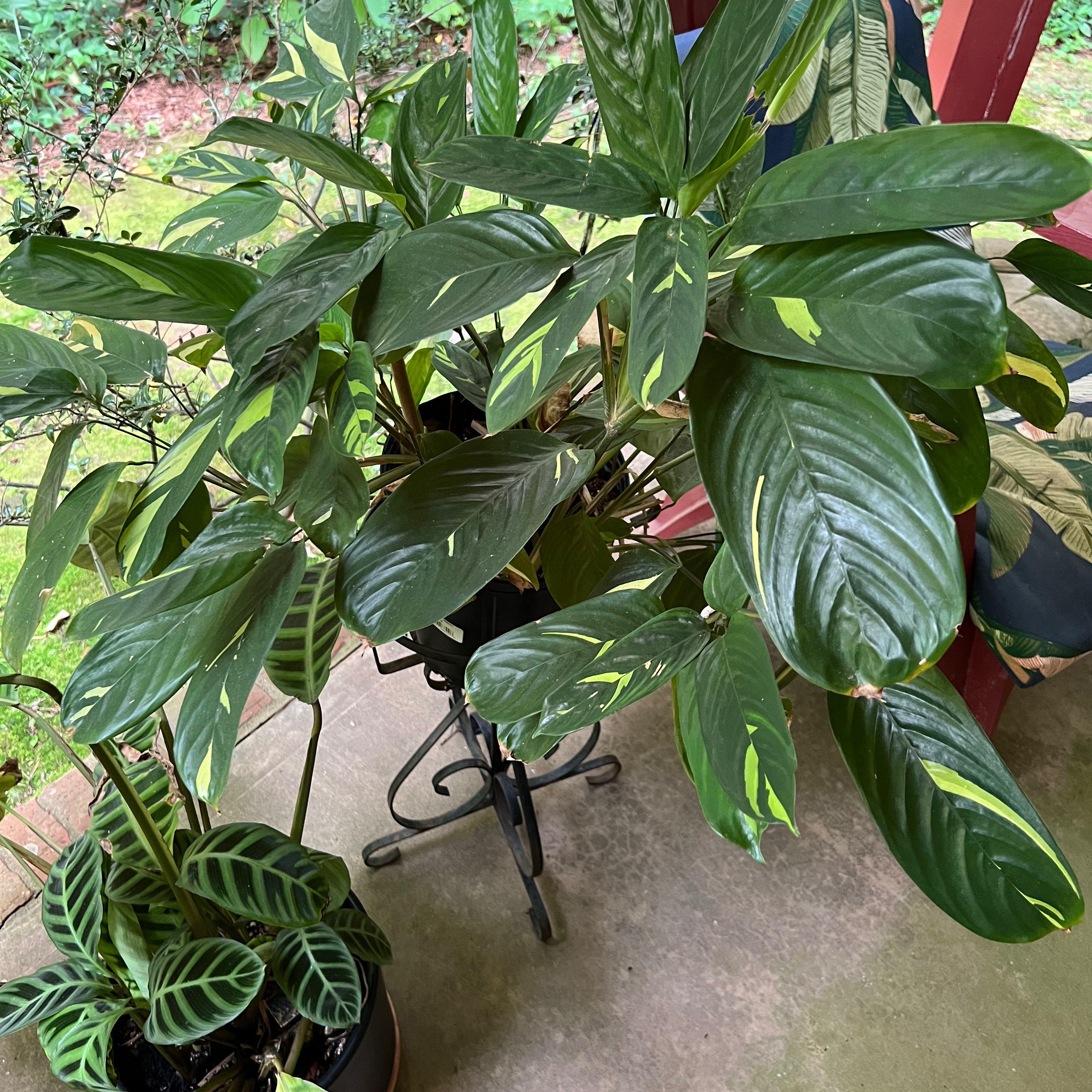 Golden Mosaic Plant plant photo by @Vinxy2 named Ctenanthe lubersiana on Greg, the plant care app.
