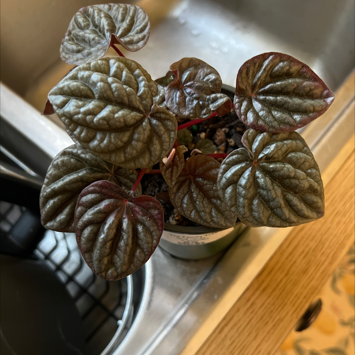Peperomia Caperata plant photo by @Vinxy2 named Peperomia burgundy on Greg, the plant care app.