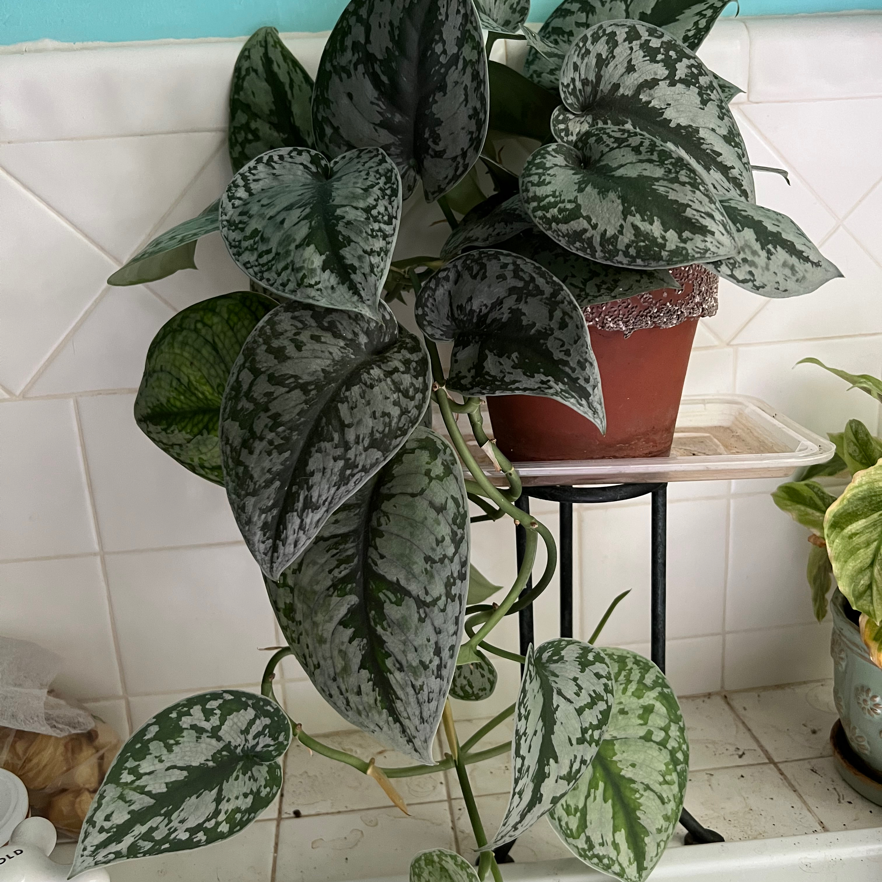 Satin Pothos plant photo by @Vinxy2 named Scindapsus on Greg, the plant care app.