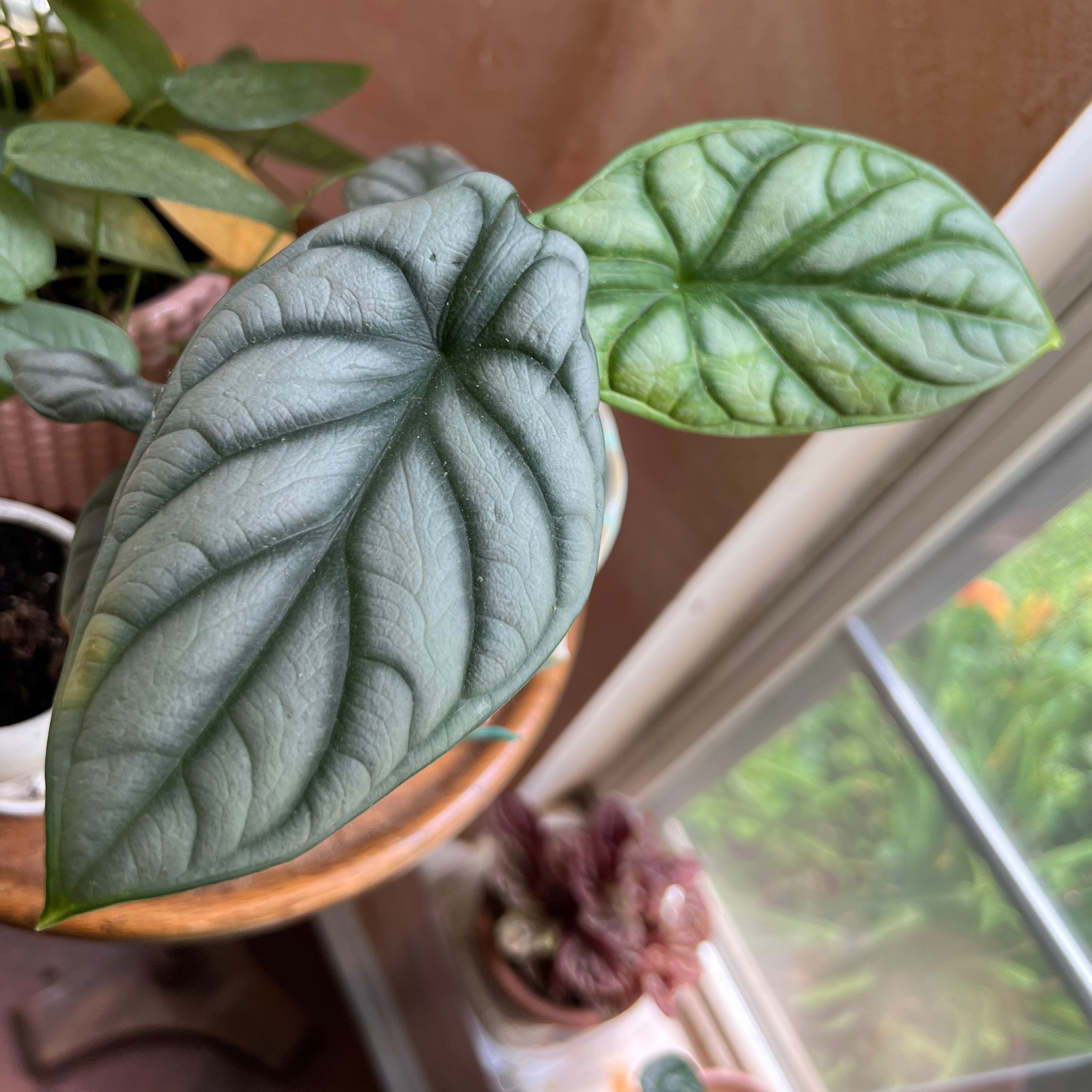 Close-up of a Silver Dragon plant with large, textured silver-green leaves.