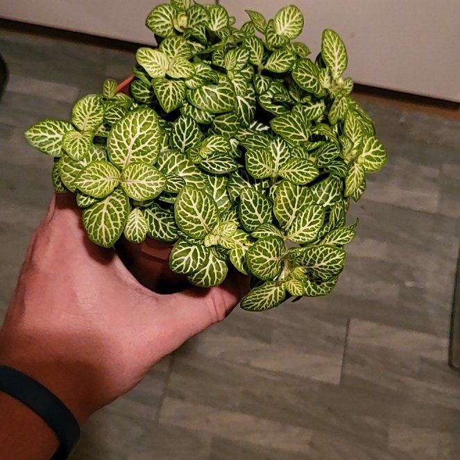 Photo of the plant species Mosaic Lemon Nerve Plant by @CuteMymumrose named Einstein on Greg, the plant care app