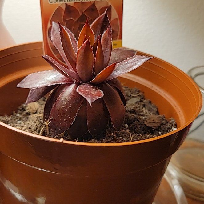 Photo of the plant species Cherry Jubilee by @GemSmallonion named Bieber on Greg, the plant care app