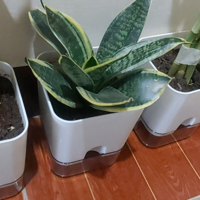 Photo of the plant species Dwarf Snake Plant by @DotingPinkpoui named Coco on Greg, the plant care app