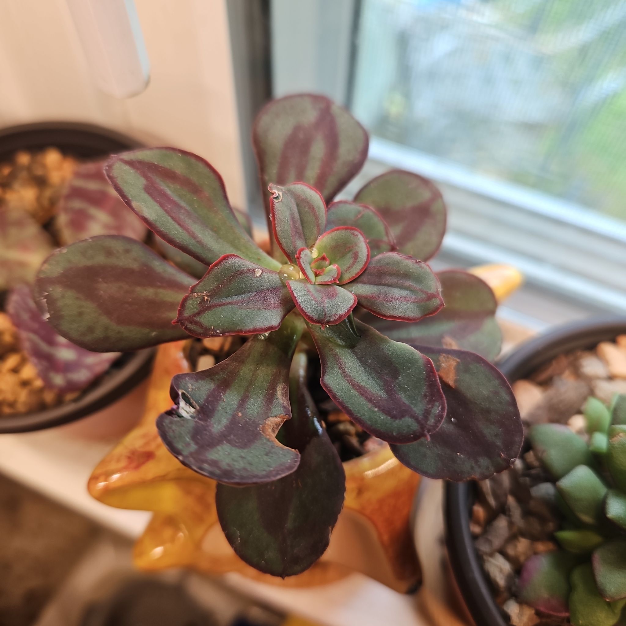 Daphne