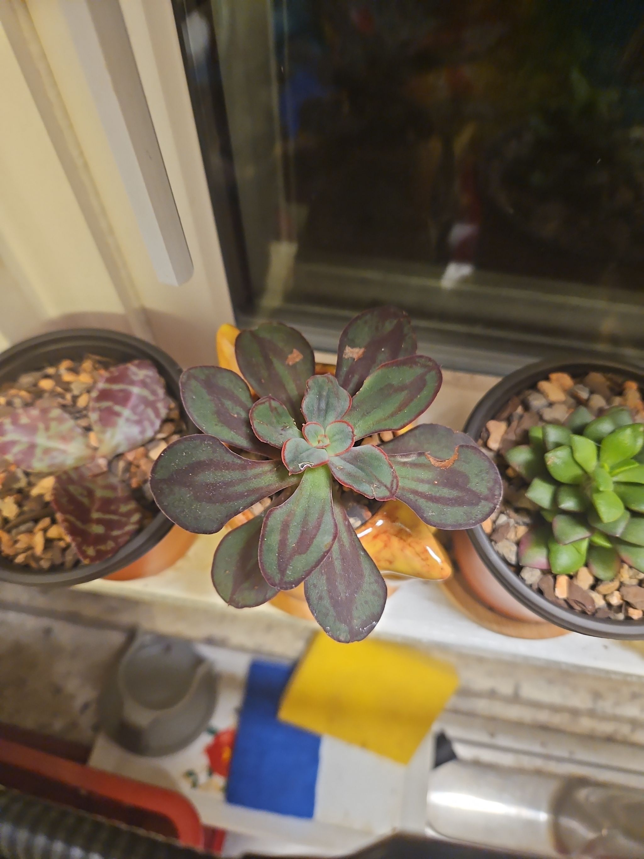 Photo from the post