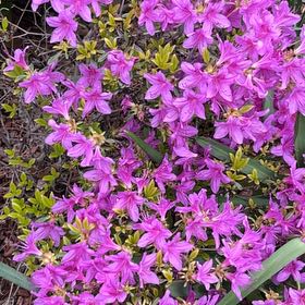 Photo of the plant species Fairy Foxglove by @PiousRamshorn named da Vinci on Greg, the plant care app