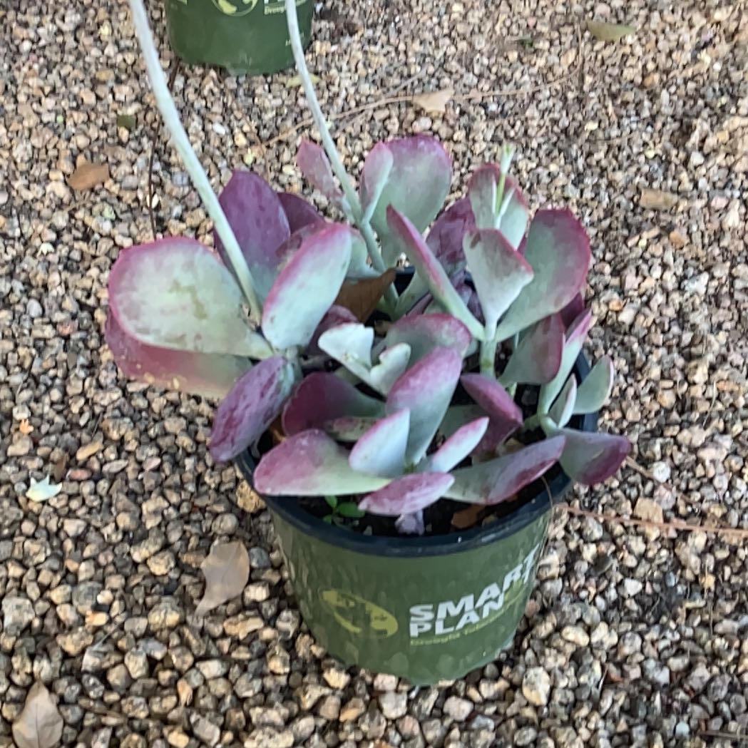 Photo of the plant species Cotyledon Passions Heart by @GallantBalsam named Bella on Greg, the plant care app