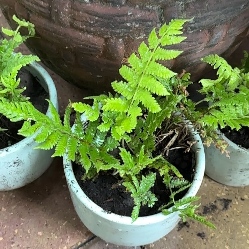 Photo of the plant species Southern Wood-fern by @ChampVinemaple named Leonardo on Greg, the plant care app