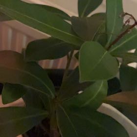 Photo of the plant species Skimmia by @GermaneKohekohe named Xena on Greg, the plant care app