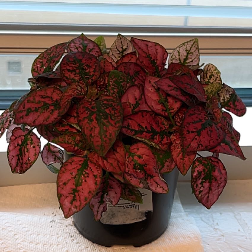Photo of the plant species Red Splash Plant by @PrimalSapote named Ronaldo on Greg, the plant care app