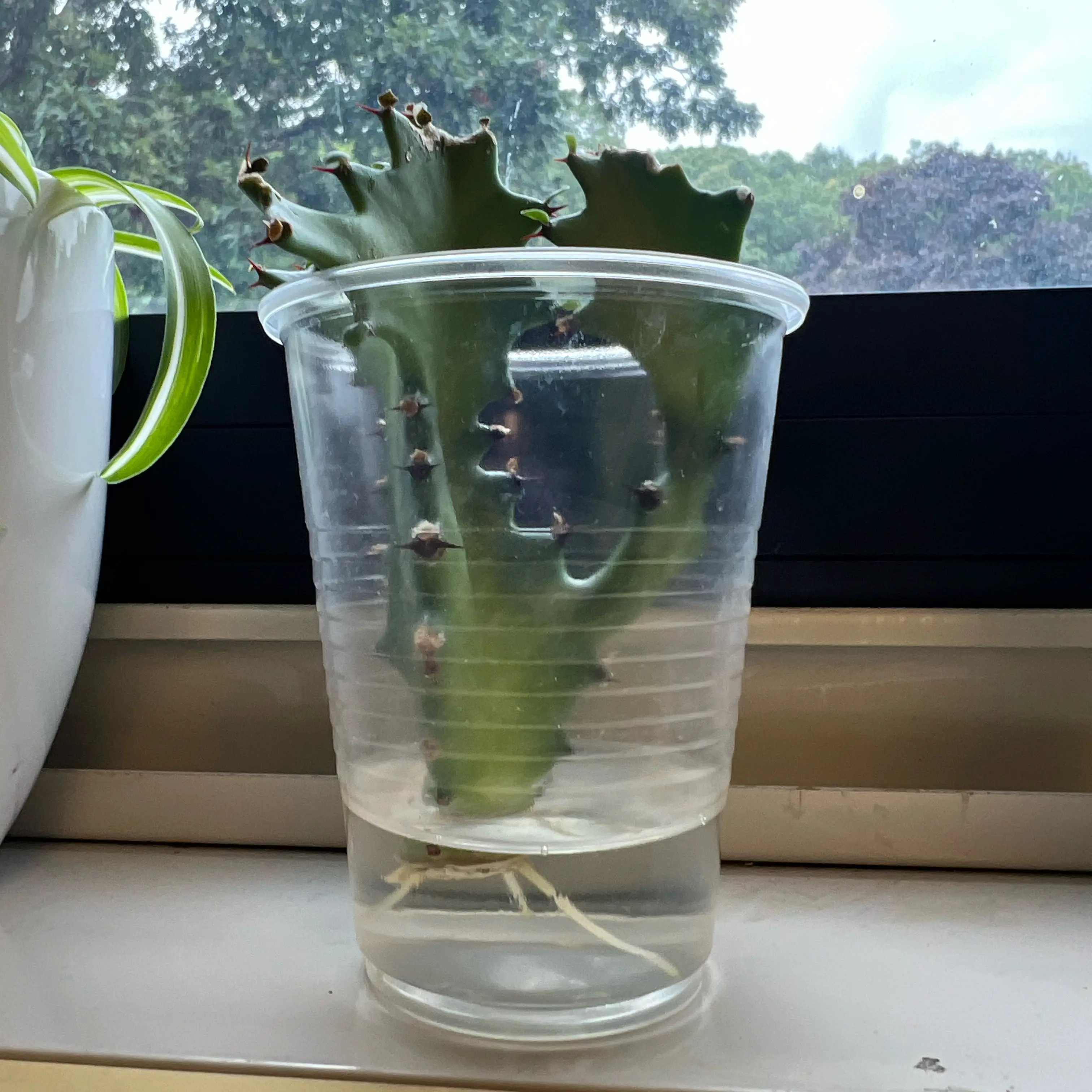 Photo of the plant species Candelabra Cactus by @LushWheatgrass named Hemingway on Greg, the plant care app