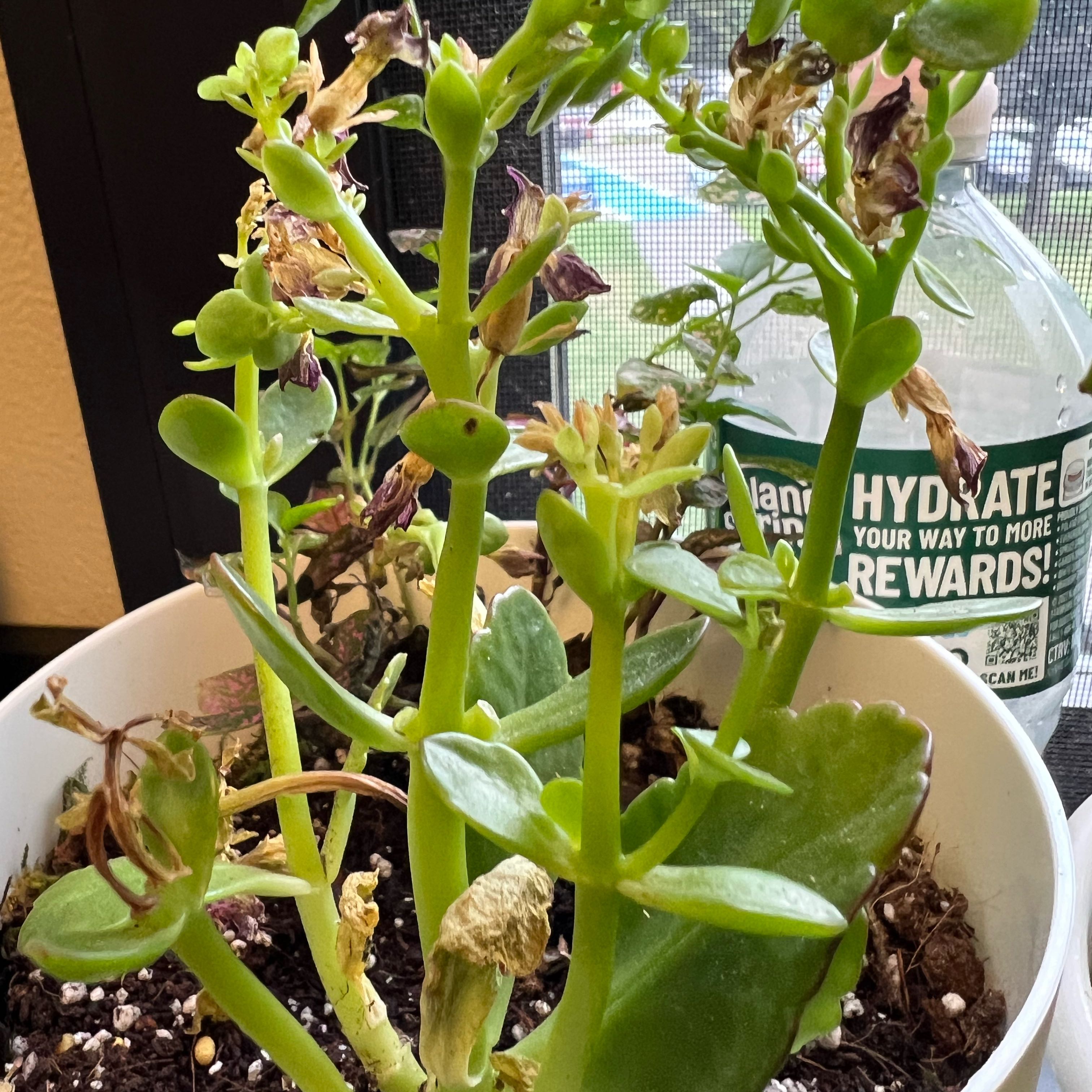 Photo of the plant species Neverdie Kalanchoe by @LushWheatgrass named Yoshi on Greg, the plant care app