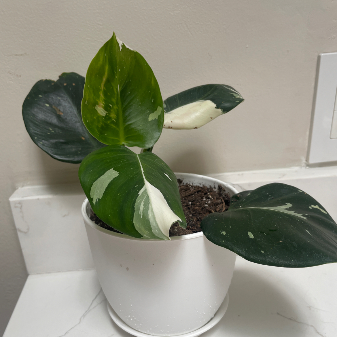 White Knight Philodendron in a white pot with variegated green and white leaves.