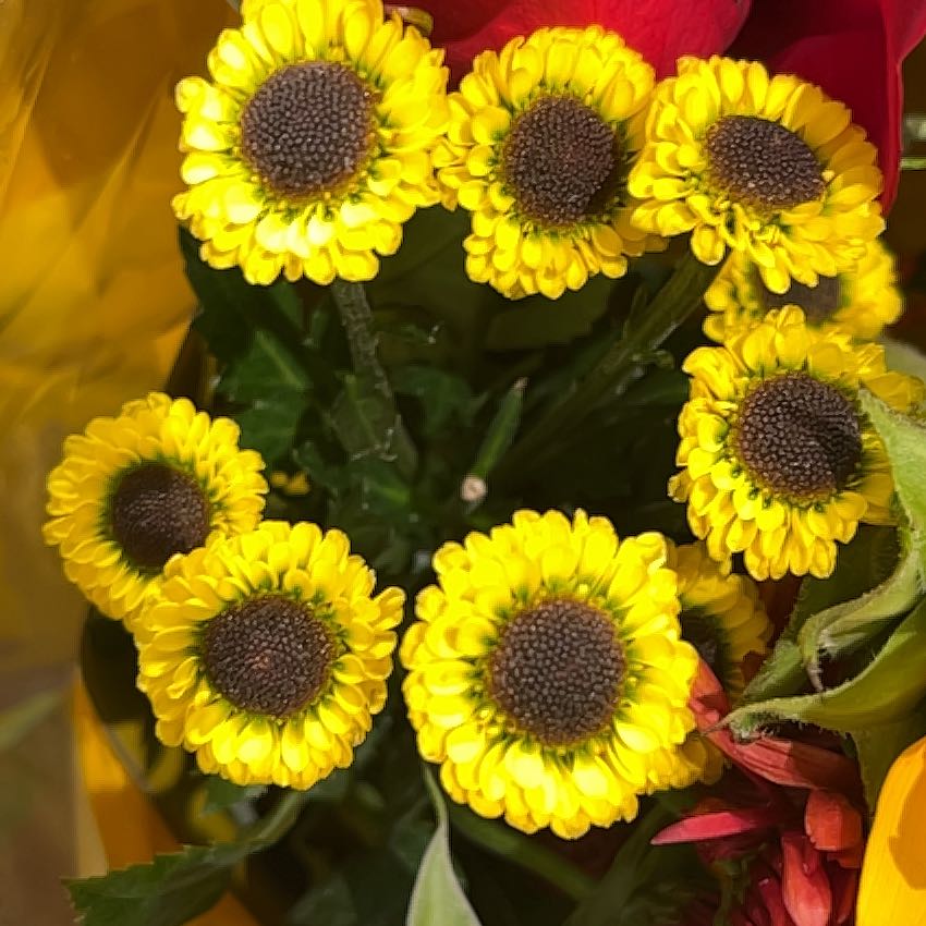 Photo of the plant species Sneezeweed by @SpeedyScotspine named Clooney on Greg, the plant care app
