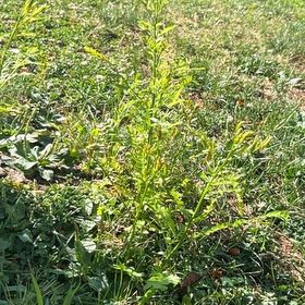 Photo of the plant species Wild Parsnip by @TrustyCapeweed named Gates on Greg, the plant care app