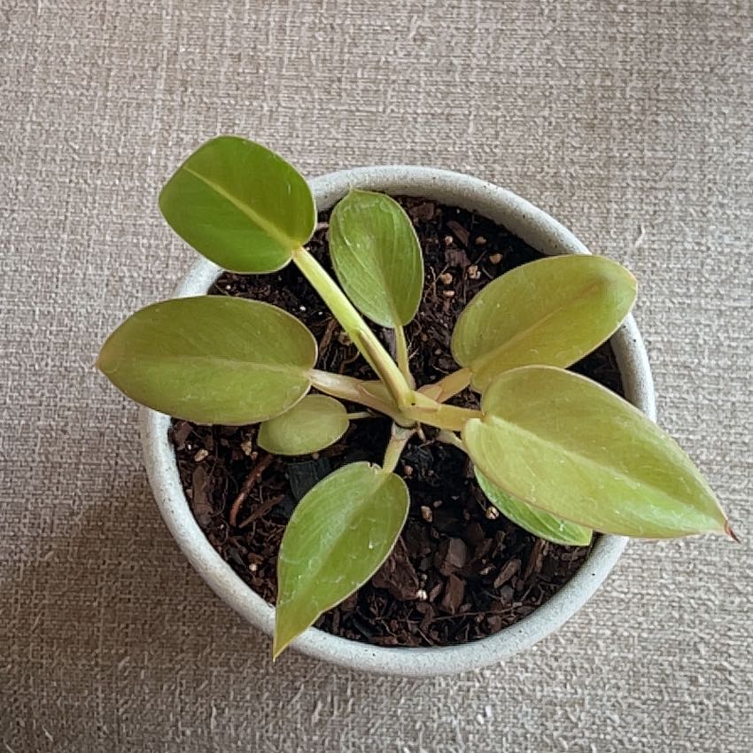 Potted Philodendron Golden Melinonii with slight leaf yellowing and visible soil.