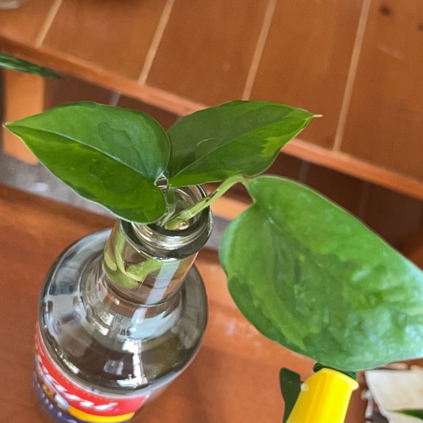 Emerald Pothos cutting in a bottle of water with healthy green leaves.