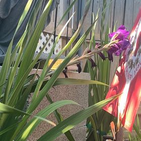 Photo of the plant species Eastern Gladiolus by @YeahRedspinach named Fernie Saunders on Greg, the plant care app