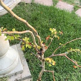 Photo of the plant species Hawthorn by @WizardSwampdock named Spike Leaves on Greg, the plant care app