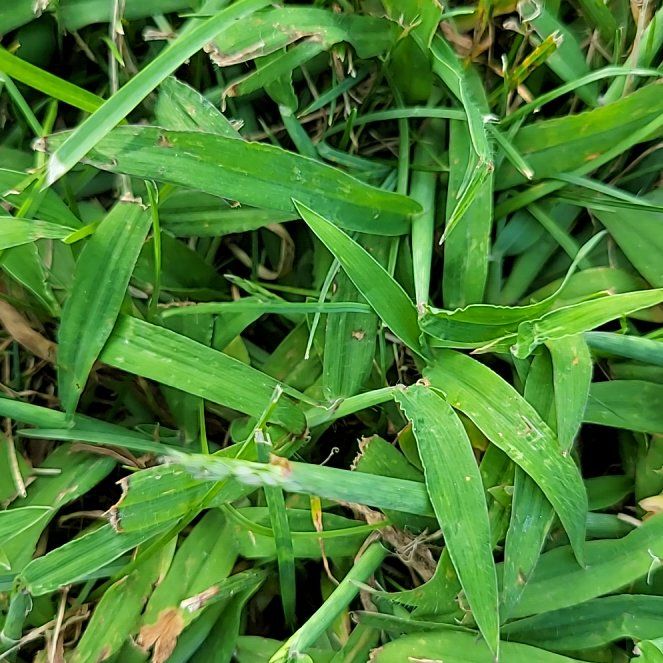 Photo of the plant species Southern Crabgrass by @SirTreeoflove named Sigmund on Greg, the plant care app