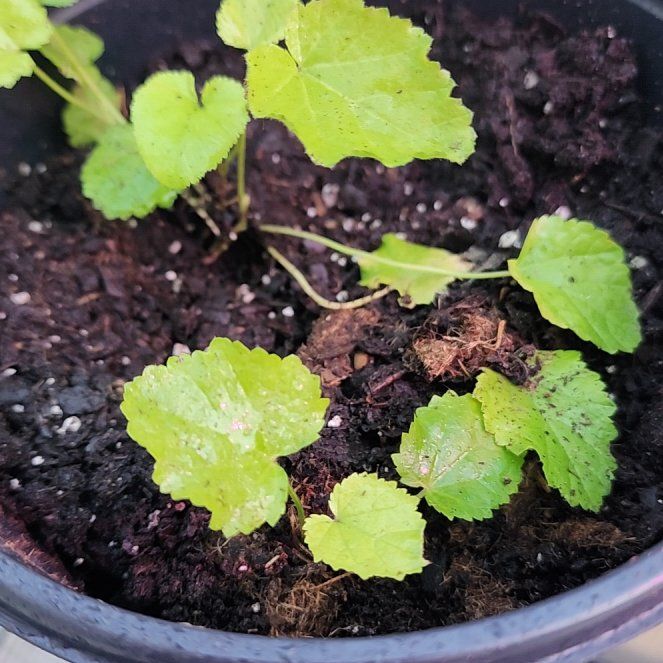 Photo of the plant species Marsh Mallow by @BTMom named Bsaleeby on Greg, the plant care app