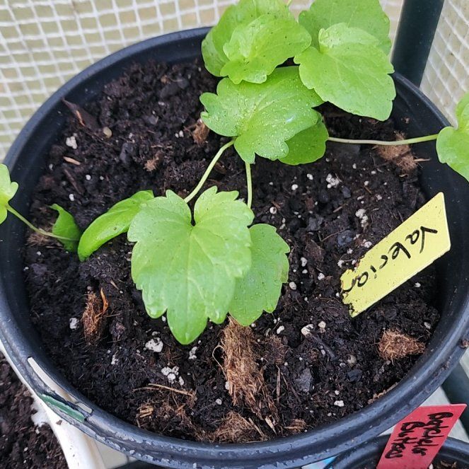 Photo of the plant species Marsh Mallow by @BTMom named Mjackson on Greg, the plant care app