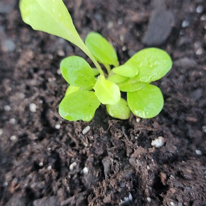 Photo of the plant species Red Romaine Lettuce by @BTMom named Saleeby on Greg, the plant care app