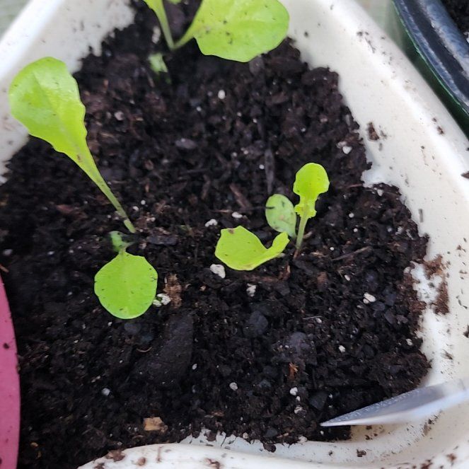 Photo of the plant species Green Ice Lettuce by @BTMom named Bonnie on Greg, the plant care app